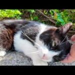 海辺の公園のハチワレ猫ちゃん、撫でる手に顔を擦りつけてカワイイ(YouTube)