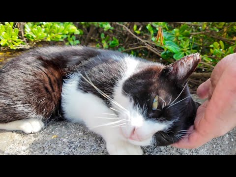 海辺の公園のハチワレ猫ちゃん、撫でる手に顔を擦りつけてカワイイ(YouTube)