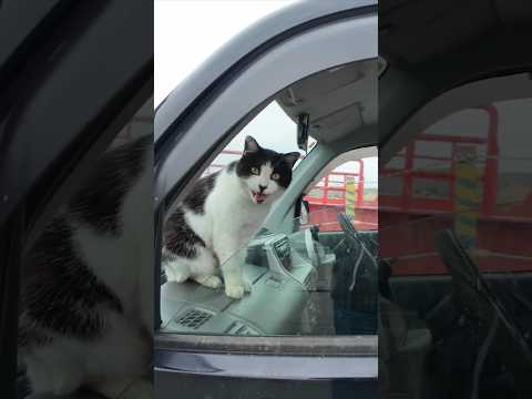 猫島に着いてフェリーを降りると港に駐車中の車の中から猫が挨拶してきた  #ImpressedCatVideo #catisland #猫(YouTube)