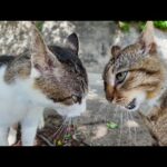 山から降りてきた猫グループと港付近の猫グループの抗争が激しすぎた(YouTube)