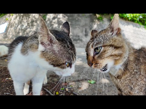 山から降りてきた猫グループと港付近の猫グループの抗争が激しすぎた(YouTube)