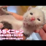 よろちくニャン 多分生後14日くらい お引越しではぐれて独りぼっちかな   2025 05 03 1(YouTube)