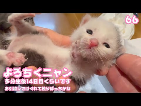 よろちくニャン 多分生後14日くらい お引越しではぐれて独りぼっちかな   2025 05 03 1(YouTube)
