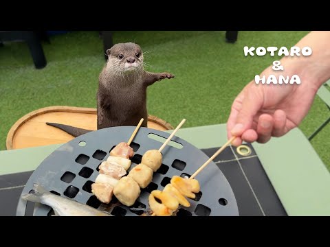 やきとり焼いてたらカワウソが匂いにつられてやって来た　Otters Eat BBQ for the First Time(YouTube)