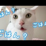 ご飯2時間前からソワソワしまくる猫チロさん！(YouTube)