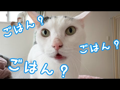 ご飯2時間前からソワソワしまくる猫チロさん！(YouTube)