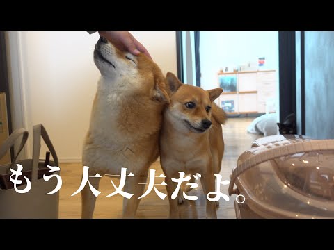 【保護猫】ママが動物病院から帰宅‥新しい小さな命とともに。(YouTube)