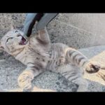 凶暴な灰色猫ちゃんとプロレスごっこをして遊ぶ(YouTube)