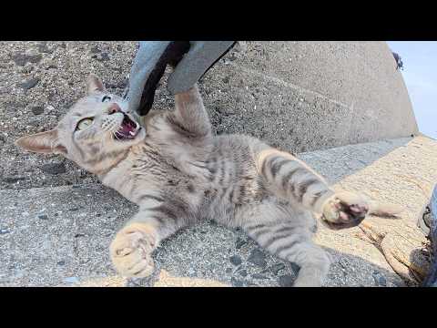 凶暴な灰色猫ちゃんとプロレスごっこをして遊ぶ(YouTube)