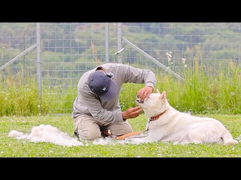 【紀州犬の換毛期は大変です】僕が薦めるリード(YouTube)
