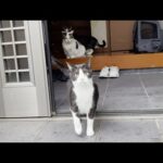 大雨と強風に一瞬で怯んでしまう猫(YouTube)