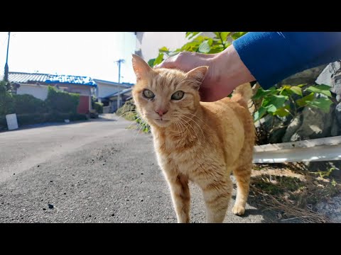 漁港近くの石のベンチに座るとちょっと遠くからこちらの様子を伺う猫ちゃん、迎えに行くと喜んですり寄ってきた(YouTube)