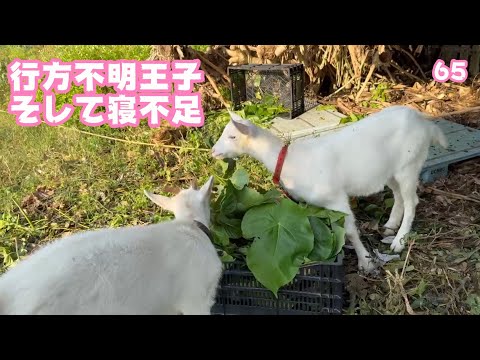 行方不明そして寝不足   2025 05 02(YouTube)