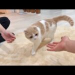 甘えんぼ猫は飼い主と大好きな友達のどっちを選ぶか検証したらまさかの結果に…(YouTube)