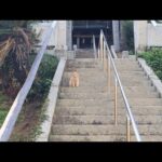 感動猫動画 のライブ配信(YouTube)