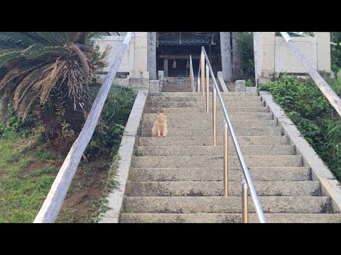 感動猫動画 のライブ配信(YouTube)