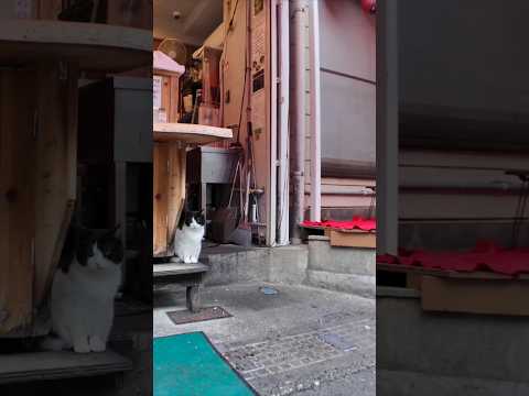 串カツ屋さんの閉店作業を手伝うバイト猫  #ImpressedCatVideo #catisland #猫(YouTube)