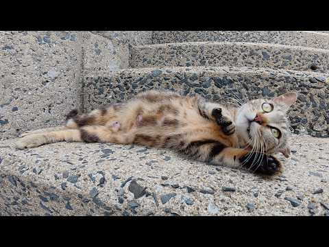 そっくりなアメショー猫の親子をモフっていたらキジトラパパもやって来た(YouTube)