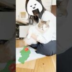 エースのお花摘み🍒初夏バージョン #描いた地図はどこでしょう? #cats(YouTube)