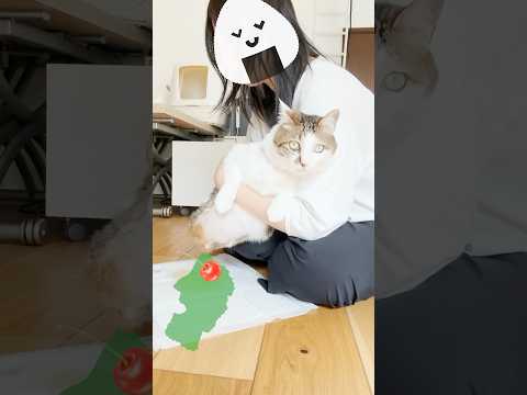 エースのお花摘み🍒初夏バージョン #描いた地図はどこでしょう? #cats(YouTube)