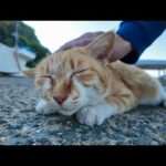 顔を見るといつもモフられにくる漁港の猫ちゃんがかわい過ぎる(YouTube)
