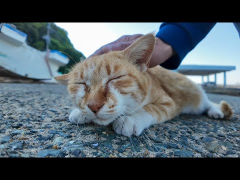 顔を見るといつもモフられにくる漁港の猫ちゃんがかわい過ぎる(YouTube)