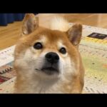 よりめのはちくん。 がライブ配信中！(YouTube)