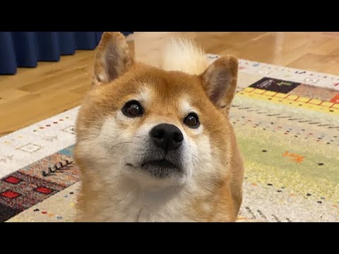 よりめのはちくん。 がライブ配信中！(YouTube)