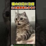 この猫の違和感が分かりますか？口元をよく見ると…😂【猫】 #猫 #cat(YouTube)