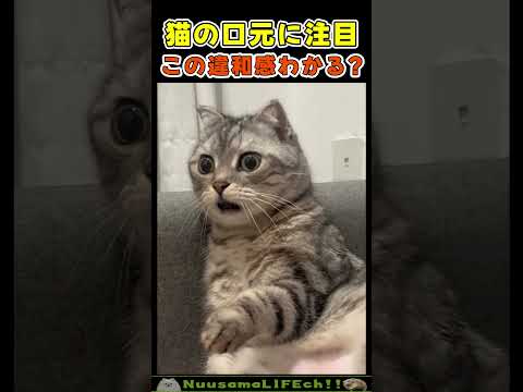 この猫の違和感が分かりますか？口元をよく見ると…😂【猫】 #猫 #cat(YouTube)