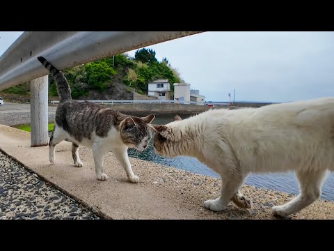 島の猫同士の挨拶が結構激しい頭突きで笑(YouTube)