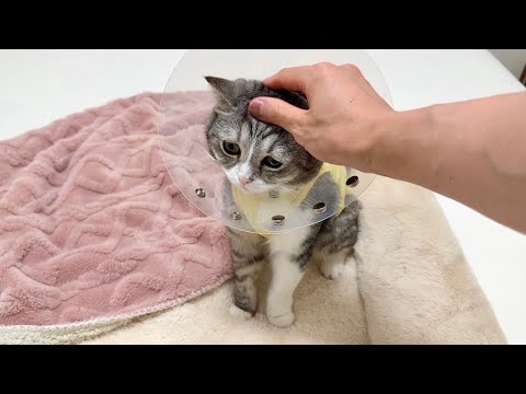 手術を乗り越えたもちをお見舞いに行った日。(YouTube)
