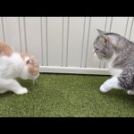 ダンゴムシを捕まえようとしたはなちゃんを叱る、虫にも優しいもち(YouTube)
