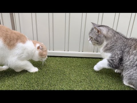 ダンゴムシを捕まえようとしたはなちゃんを叱る、虫にも優しいもち(YouTube)