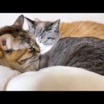 甘えん坊な姫猫の周りにはいつもたくさんの猫が集まります(YouTube)