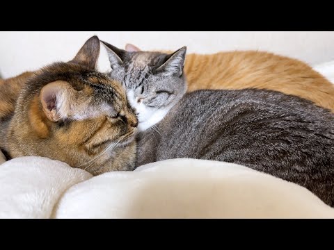 甘えん坊な姫猫の周りにはいつもたくさんの猫が集まります(YouTube)