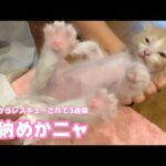 見納めかニャ  泥の中からレスキューされて3週間経ちました  モグ   2025 05 27 1(YouTube)