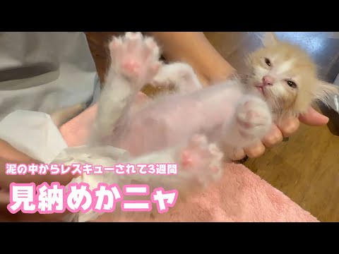 見納めかニャ  泥の中からレスキューされて3週間経ちました  モグ   2025 05 27 1(YouTube)