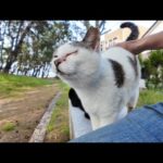 【今週のボツ動画】今週撮った未公開猫動画まとめて公開-unreleased video of this week-2025/5/2w(YouTube)