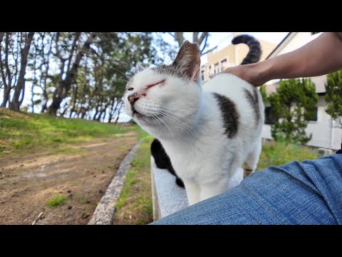 【今週のボツ動画】今週撮った未公開猫動画まとめて公開-unreleased video of this week-2025/5/2w(YouTube)