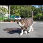 茶トラ猫軍団とは微妙に仲の悪いキジ白猫ちゃん、軍団が居ない隙きにこっそりモフられにきた(YouTube)