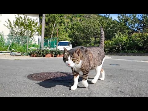 茶トラ猫軍団とは微妙に仲の悪いキジ白猫ちゃん、軍団が居ない隙きにこっそりモフられにきた(YouTube)