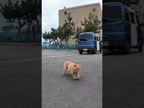 猫島の漁港近くの石のベンチに行くと猫がやってきた #ImpressedCatVideo #catisland #猫(YouTube)