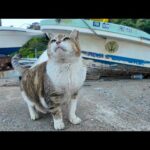 ボートの下にいた三毛猫ちゃん、モフられに出てきた(YouTube)