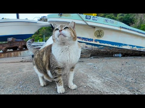 ボートの下にいた三毛猫ちゃん、モフられに出てきた(YouTube)
