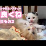 奇跡的回復をしています 泥の中から緊急レスキュー4日目その2　仲良くね  モグ＆ムック   2025 05 09 2(YouTube)