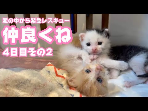 奇跡的回復をしています 泥の中から緊急レスキュー4日目その2　仲良くね  モグ＆ムック   2025 05 09 2(YouTube)