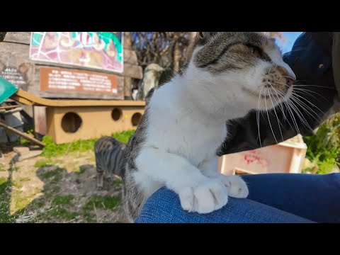 猫島の港近くの猫ハウスから出てきた猫ちゃん、膝の上に乗ってきた(YouTube)