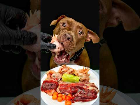 誰よりも生肉が大好きなピットブル #asmr(YouTube)