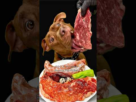 お肉屋さんからもらったお肉を豪快に食べるピットブル #asmr(YouTube)